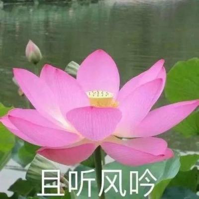 中国赠送朱鹮“友友”“洋洋”抵达日本25周年纪念大会在新潟县佐渡市举行